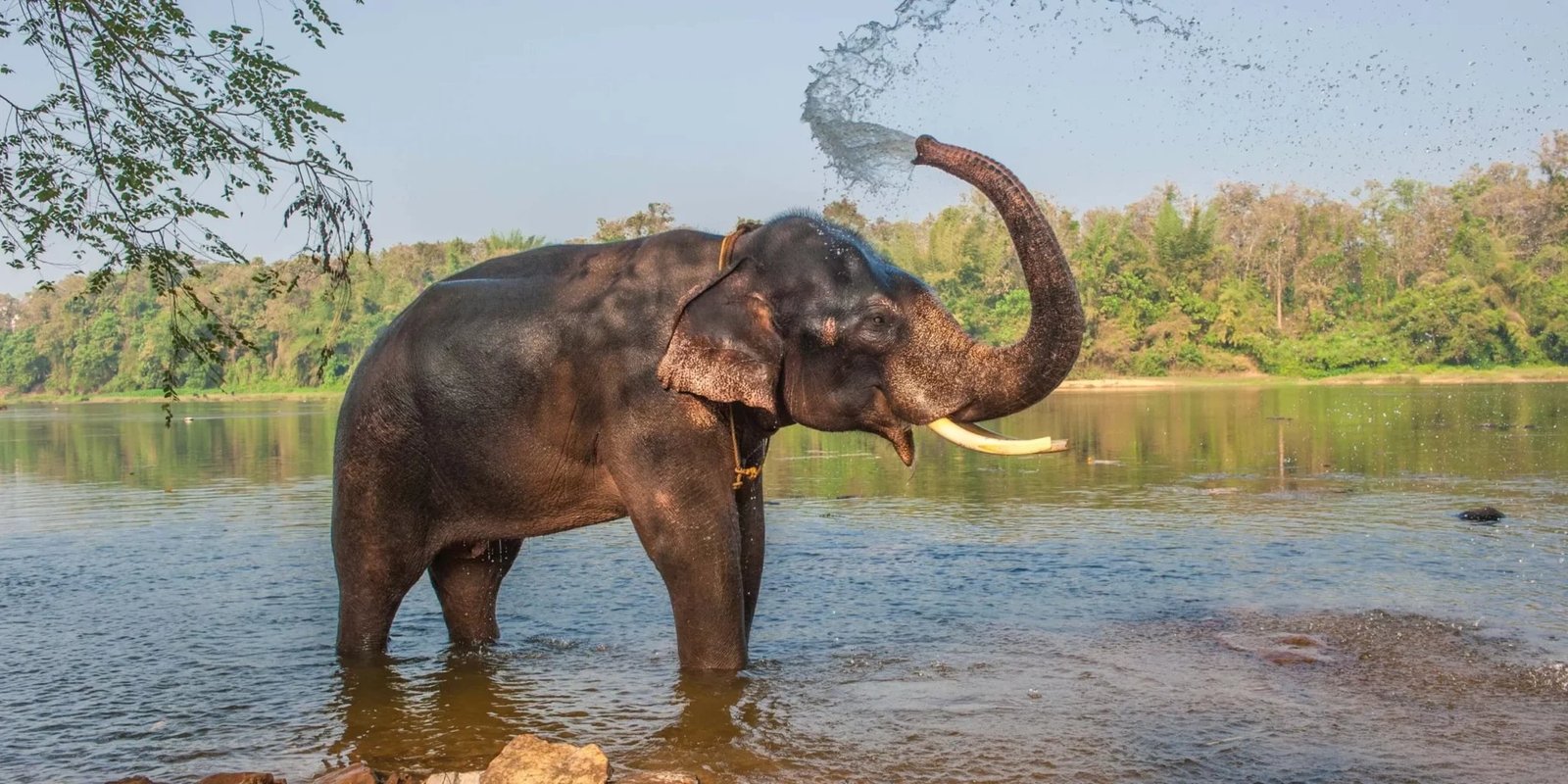 Bathing