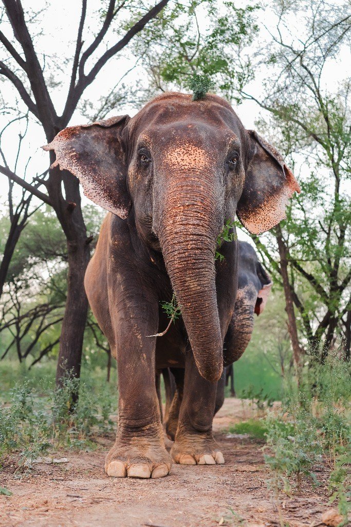 Daily Foraging and Walking in Jaipur