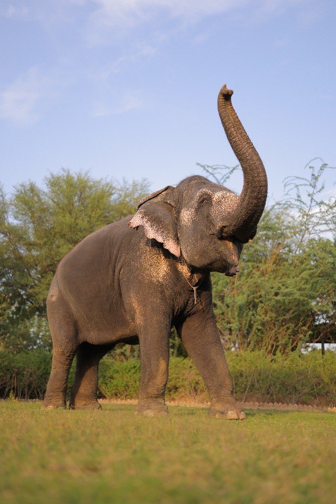 Ethical Connection with Gentle Giants