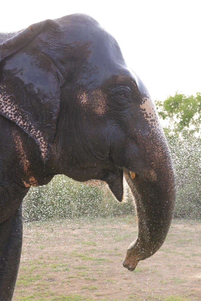 Fun and Splash Time during Elephant Bathing