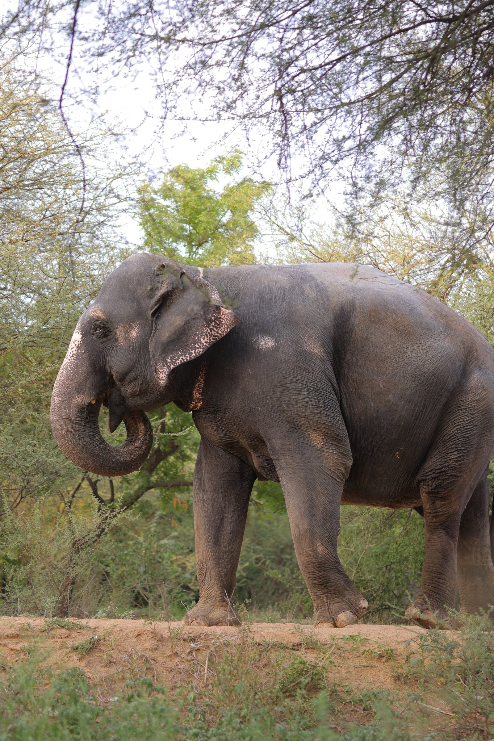 Elefanjoy Sanctuary Vision