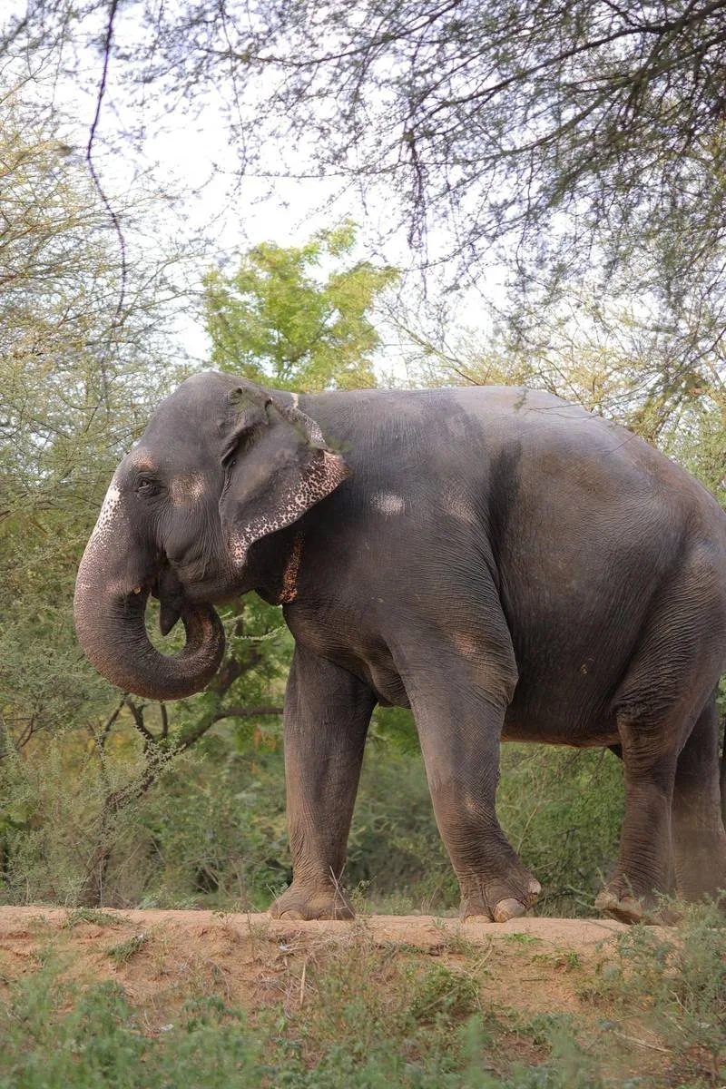 Elefanjoy Sanctuary Vision